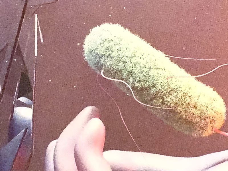 Alerte à la biologie miroir